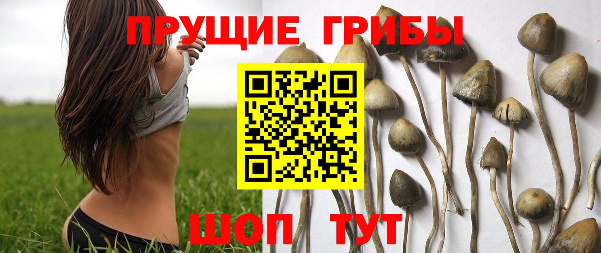 Псилоцибиновые грибы мицелий Добрянка