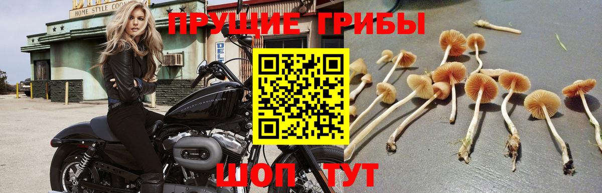 Добрянка  Галлюциногенные грибы MAGIC MUSHROOMS  цена   Вход с VPN 